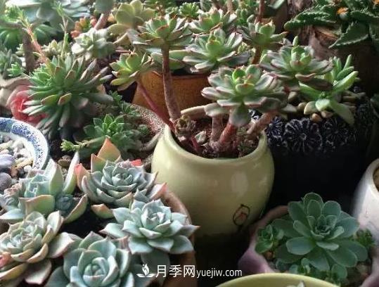 初冬適合養(yǎng)哪些花？這6種花好養(yǎng)又好看！(圖4)