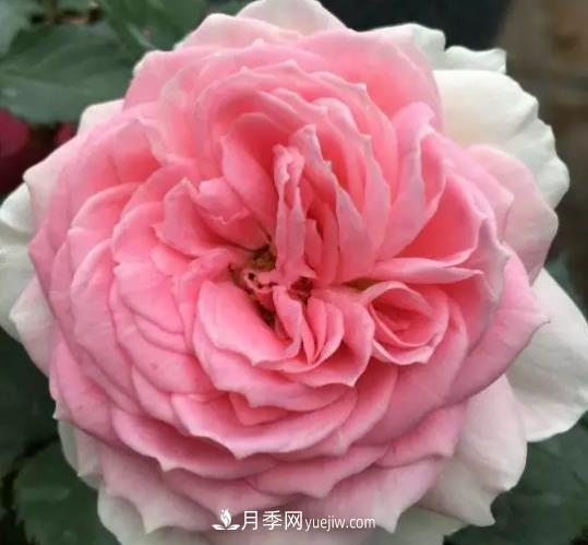 初冬適合養(yǎng)哪些花？這6種花好養(yǎng)又好看！(圖5)