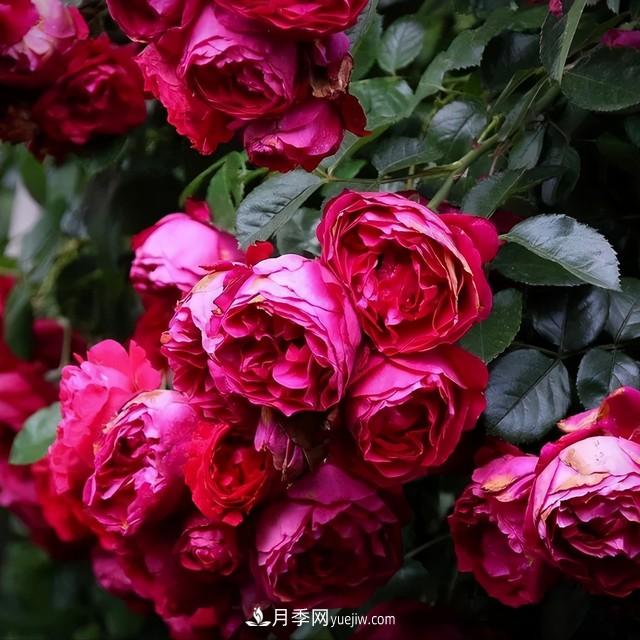 仙女博主的小院，種了什么月季？都是超低維護(hù)(圖2)