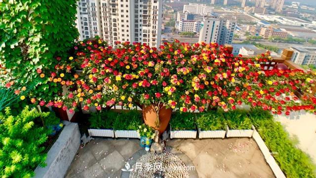 仙女博主的小院，種了什么月季？都是超低維護(hù)(圖7)