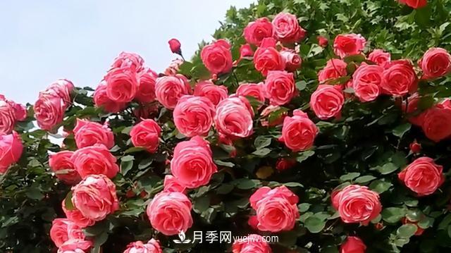 仙女博主的小院，種了什么月季？都是超低維護(hù)(圖5)