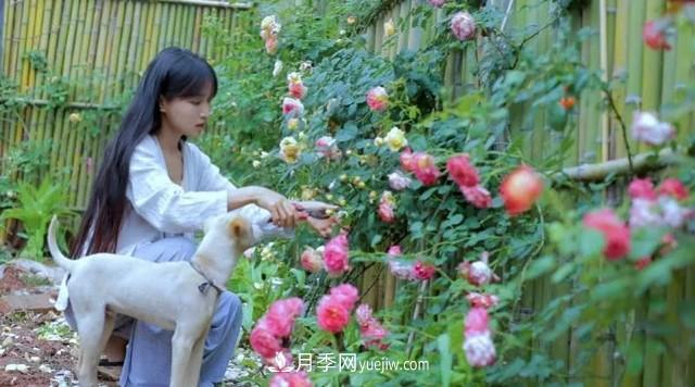 仙女博主的小院，種了什么月季？都是超低維護(hù)(圖6)