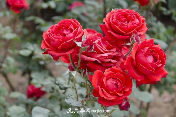 黑魔術(shù)月季優(yōu)缺點，適合新手養(yǎng)殖嗎(圖1)