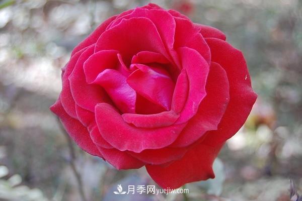 黑魔術(shù)月季優(yōu)缺點，適合新手養(yǎng)殖嗎(圖2)