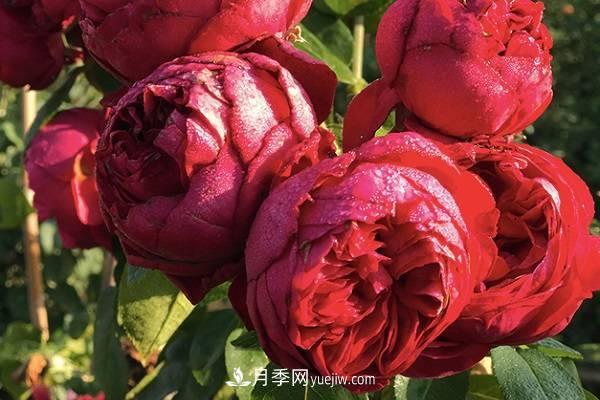 紅龍?jiān)录緸槭裁椿ò虿婚_ 要怎么解決(圖1)