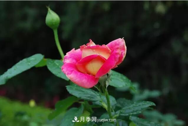 藤月如何選？這些經(jīng)典品種隨便種一棵，都能美爆你的花園(圖2)