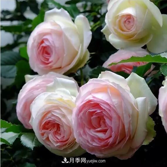 藤月如何選？這些經(jīng)典品種隨便種一棵，都能美爆你的花園(圖1)