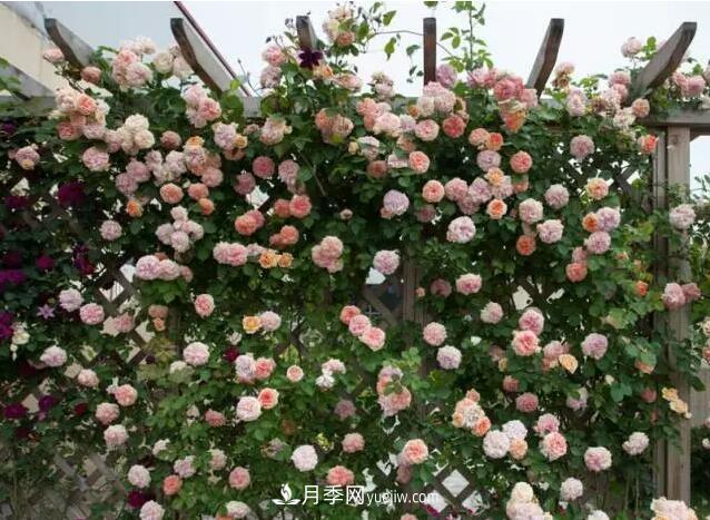 藤月如何選？這些經(jīng)典品種隨便種一棵，都能美爆你的花園(圖5)