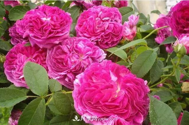 藤月如何選？這些經(jīng)典品種隨便種一棵，都能美爆你的花園(圖7)