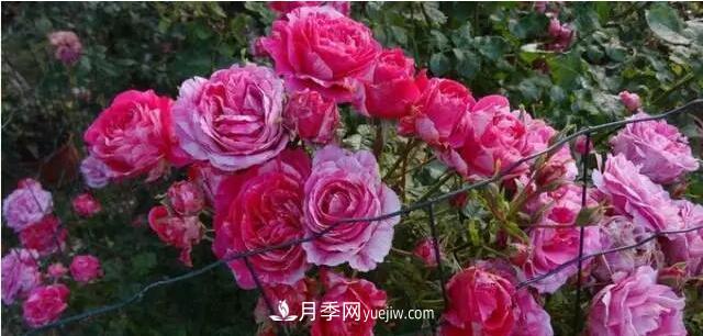 藤月如何選？這些經(jīng)典品種隨便種一棵，都能美爆你的花園(圖6)