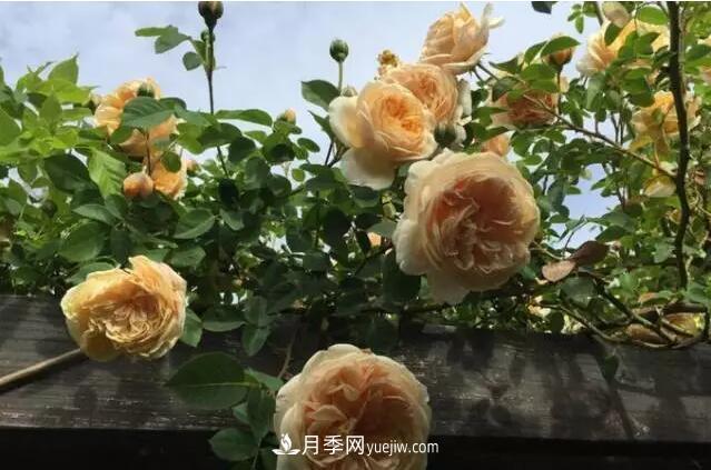 藤月如何選？這些經(jīng)典品種隨便種一棵，都能美爆你的花園(圖8)