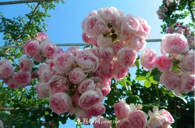 藤月如何選？這些經(jīng)典品種隨便種一棵，都能美爆你的花園(圖10)