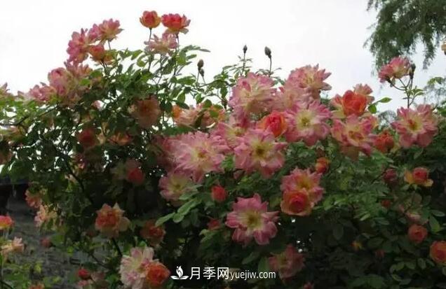 藤月如何選？這些經(jīng)典品種隨便種一棵，都能美爆你的花園(圖12)