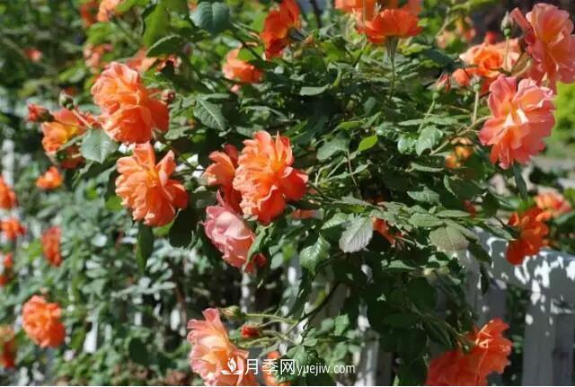 藤月如何選？這些經(jīng)典品種隨便種一棵，都能美爆你的花園(圖14)