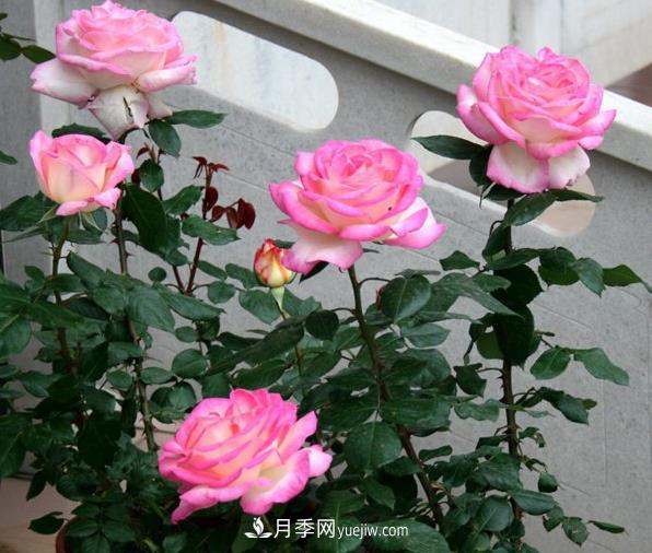 月季如何才能多開花？(圖1)