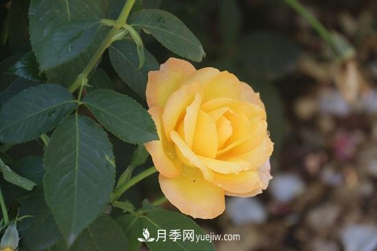 月季修剪，有舍才有得(圖1)