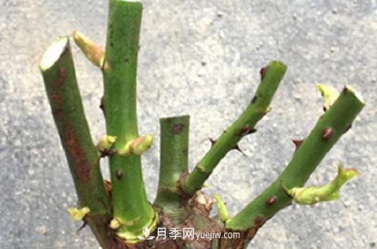 月季修剪，有舍才有得(圖3)