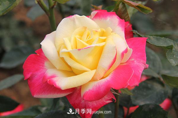 大花月季，大花月季批發(fā)基地(圖1)