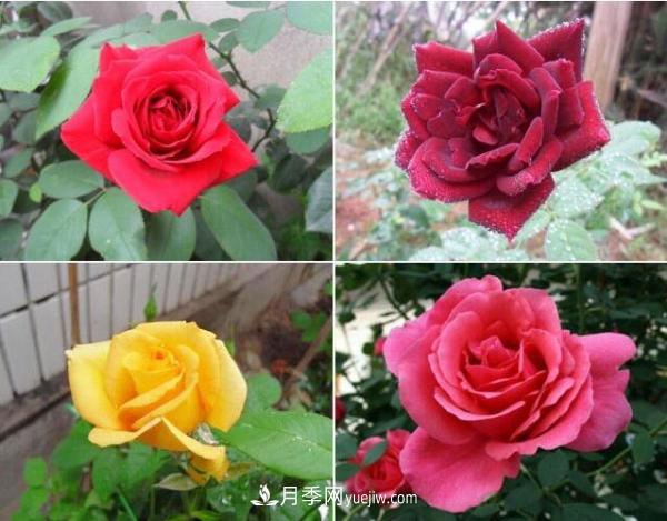 大花月季，大花月季批發(fā)基地(圖2)