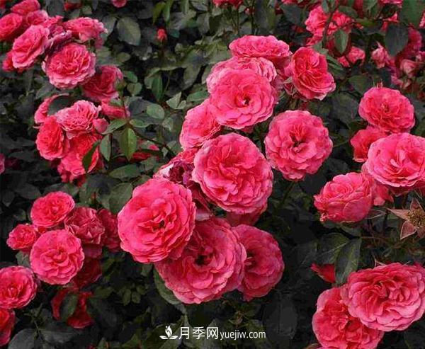 怎樣防治樹狀月季白粉虱蟲害？(圖1)