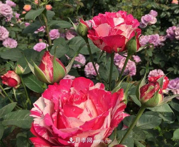哪些特點(diǎn)是南陽樹狀月季所具備的？(圖1)
