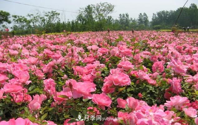 月季花是大家都知道的一種花卉的統(tǒng)稱，什么叫豐花月季？(圖1)