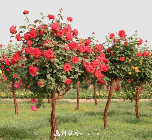 流膠病是月季生產(chǎn)中的常見(jiàn)病和多發(fā)病，它的癥狀是什么？(圖1)