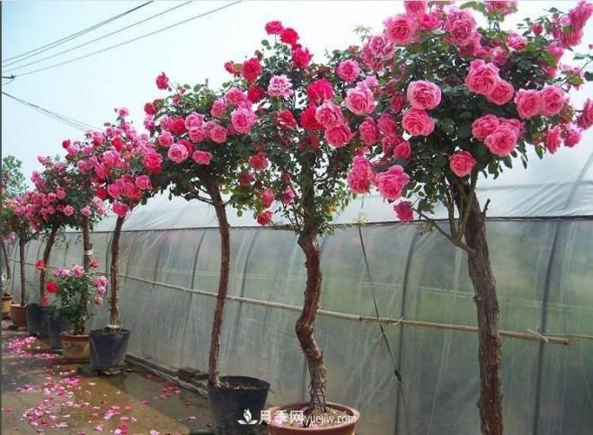 在冬天的時(shí)候種植的樹狀月季怕不怕冷？(圖1)