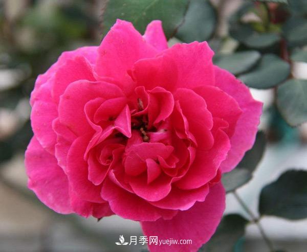 南陽樹狀月季批發(fā)告訴你一些植物成長的小常識(shí)！(圖1)