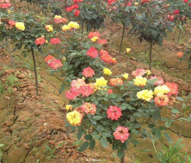 炎熱的夏天如何加強(qiáng)月季植株田間管理？(圖1)