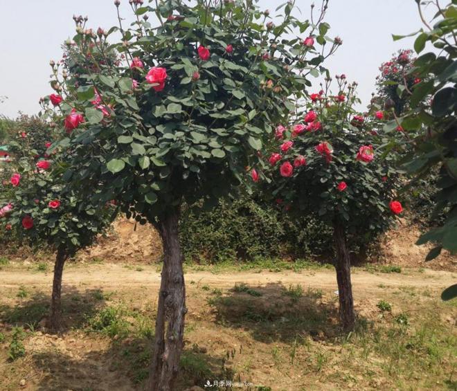 月季花為什么出現(xiàn)葉片、花瓣燒焦現(xiàn)象？(圖1)