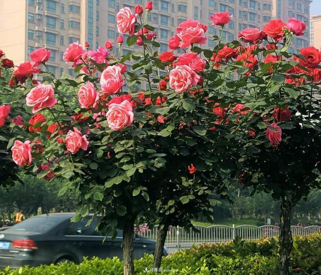 怎樣能使南陽盆栽樹狀月季花開不停？(圖1)