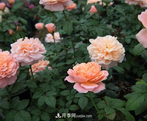樹(shù)狀月季的常見(jiàn)種類(lèi)有哪些？(圖1)