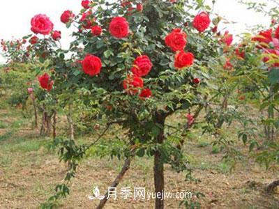 樹狀月季這兩個(gè)地方的芽是必須要抹掉的，你知道嗎？(圖1)