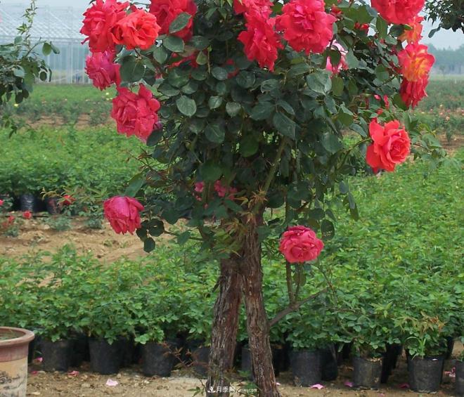 樹狀月季種植后開花不大的原因在哪里和品種有關(guān)系嗎？(圖1)