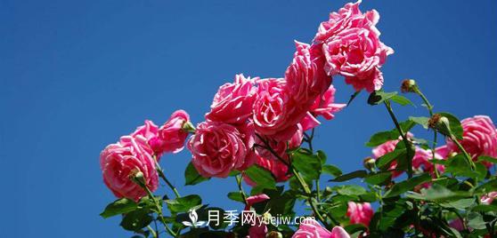 花友們都很關(guān)注月季是如何養(yǎng)殖的，其實(shí)***重要的就是種植后的灌溉問題(圖1)