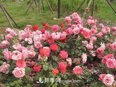 月季換盆怎么操作？換盆后經(jīng)常出現(xiàn)的問題(圖1)