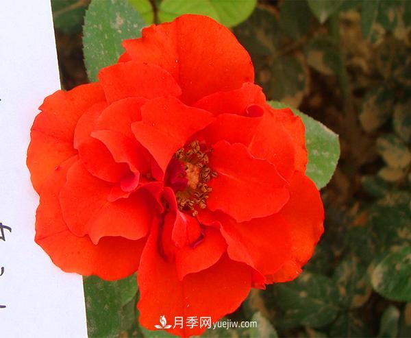 月季花怎么種植？下面講述月季更接地氣的種植方法(圖1)
