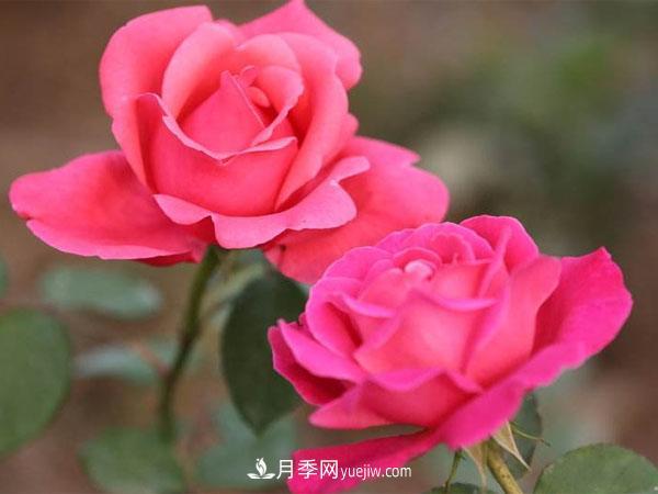 藤本月季種植基地講述--藤本月季選購(gòu)、種植、養(yǎng)護(hù)經(jīng)驗(yàn)分享(圖1)