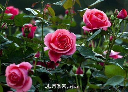 樹狀月季的嫁接修剪技術(shù)，你知道嗎(圖1)