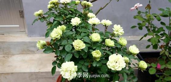 爬藤月季花，一要會“牽引”，二要會“修剪”，藤本月季牽引技巧(圖1)