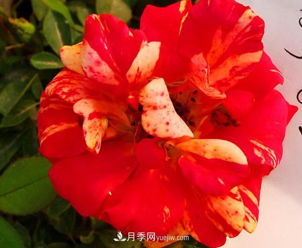 很多花店每逢節(jié)日必火的紅玫瑰，它的真身其實是月季花。(圖1)