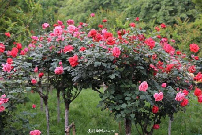 樹狀月季，又稱月季樹、玫瑰樹，樹月的砧木培育與接穗(圖1)