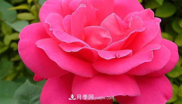 想要月季花朵開的又大又好，這幾個(gè)修剪小技巧一定要掌握！(圖1)