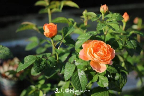 適合陽臺養(yǎng)的月季品種有哪些？(圖1)