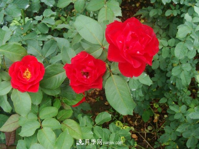 藤本月季在個性布置中很常見，它的移栽定植是什么？(圖1)