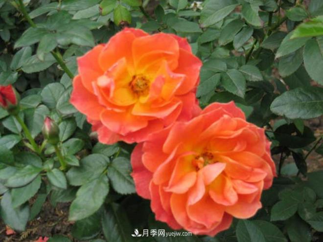 月季作為常見(jiàn)的花卉，它與家居風(fēng)水有關(guān)系嗎？(圖1)