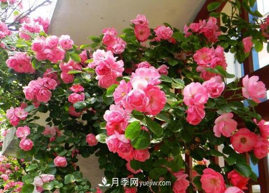 藤本月季怎么養(yǎng)？4種養(yǎng)殖方法讓藤本月季爬滿墻(圖3)