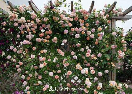 藤本月季怎么養(yǎng)？4種養(yǎng)殖方法讓藤本月季爬滿墻(圖2)