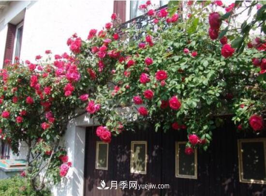藤本月季怎么養(yǎng)？4種養(yǎng)殖方法讓藤本月季爬滿墻(圖4)